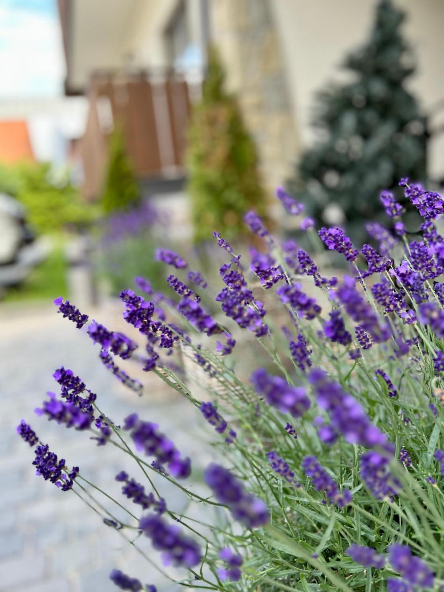Nosal Ski & Wine Apartments Zakopane Bagian luar foto